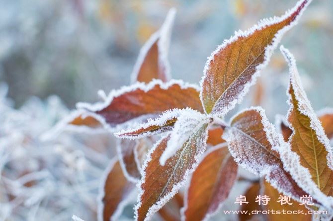 霜降图片素材：霜降，秋收冬藏的季节