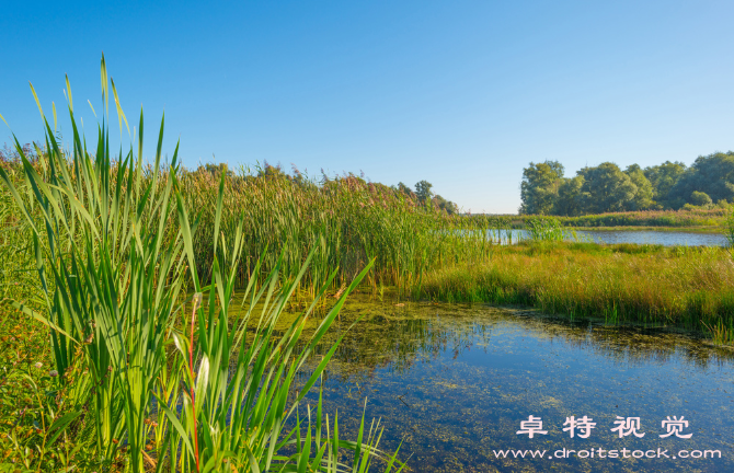 湿地图片素材：保护湿地，守护自然之美