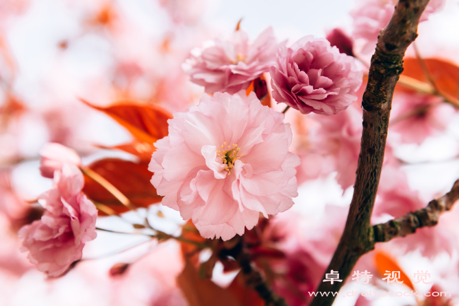 樱花图片素材：樱花盛开，春天来临