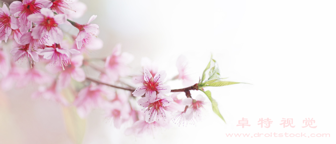 樱花图片素材：樱花盛开，春天来临