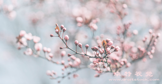 花图片素材：花开花落，春夏秋冬的色彩世界