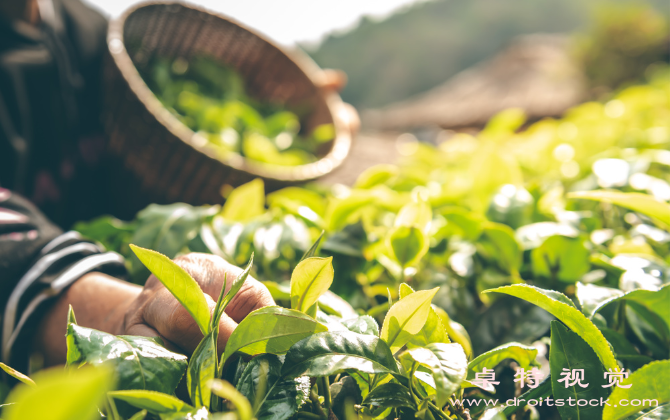 茶图片素材：茶香四溢，品味人生