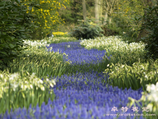 花园图片素材：花园里的春色盎然