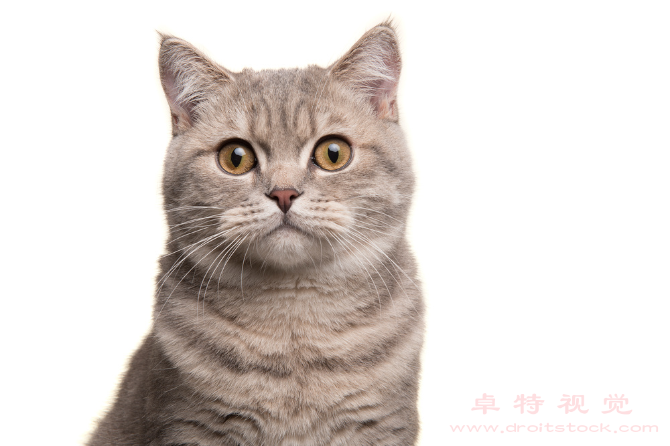 猫图片素材：猫：神秘、灵动的家猫世界