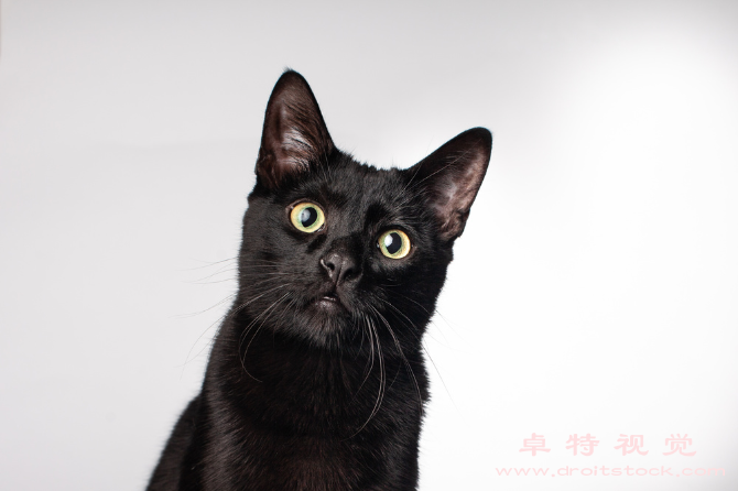 猫图片素材：猫：神秘、灵动的家猫世界