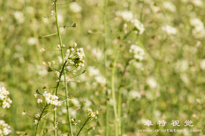 荠菜图片素材：荠菜：营养丰富的春季绿色蔬菜