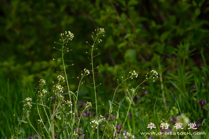 荠菜图片素材：荠菜：营养丰富的春季绿色蔬菜