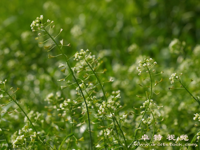 荠菜图片素材：荠菜：营养丰富的春季绿色蔬菜