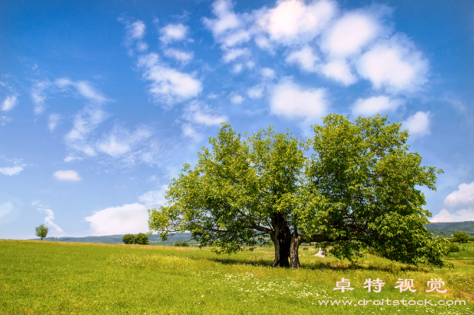 桑叶图片素材：桑叶：一叶知秋，滋补养生之佳材