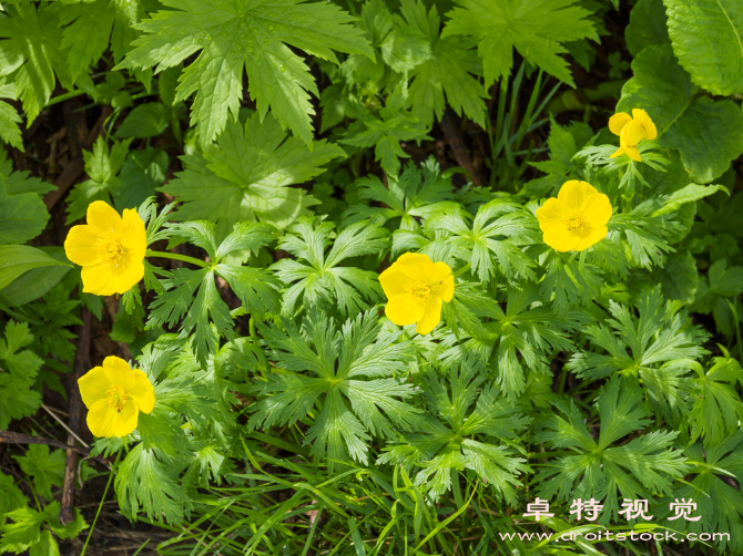 金莲花图片素材：金莲花闪耀夏日的美丽