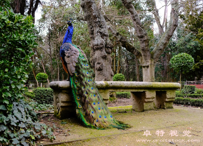 孔雀开屏图片素材：孔雀开屏：炫目绚丽的自然奇观