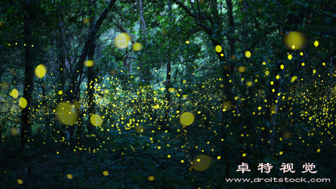 萤火虫图片素材：闪亮的夏夜，萤火虫点亮静谧夜空