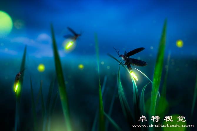 萤火虫图片素材：闪亮的夏夜，萤火虫点亮静谧夜空