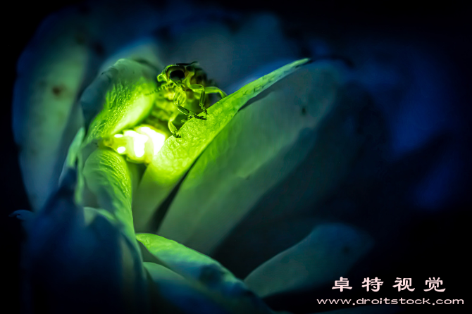 萤火虫图片素材：闪亮的夏夜，萤火虫点亮静谧夜空