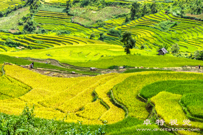 稻田图片素材：风吹稻浪摇曳，秋色满田间