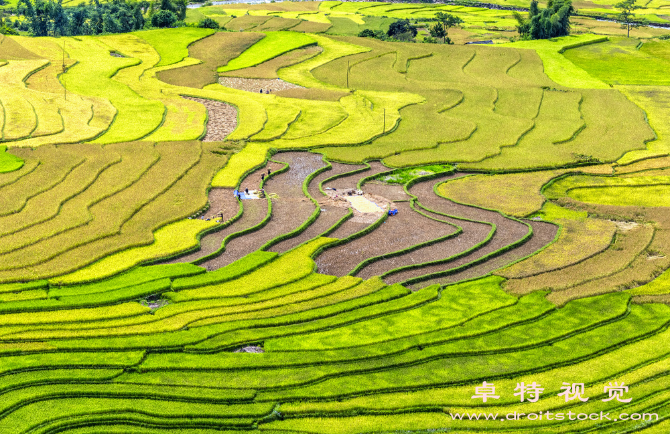 稻田图片素材：风吹稻浪摇曳，秋色满田间