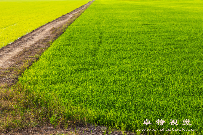 稻田图片素材：风吹稻浪摇曳，秋色满田间