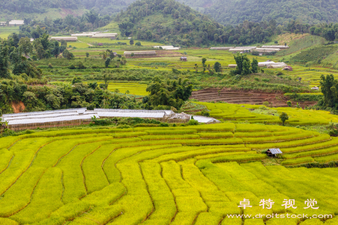 稻田图片素材：风吹稻浪摇曳，秋色满田间