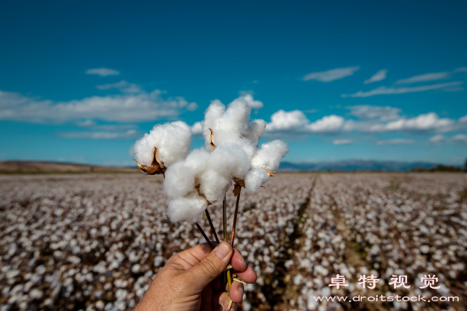 棉花图片素材：棉花：种植、加工和应用的全方位百科全书