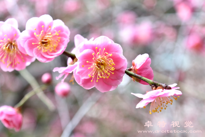 梅花图片素材：梅花：寒冬中的瑰宝