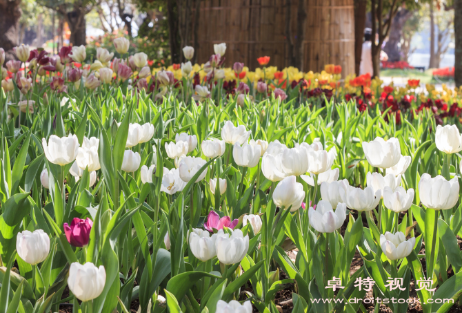 夏天图片素材：炎炎夏日，狂欢时光