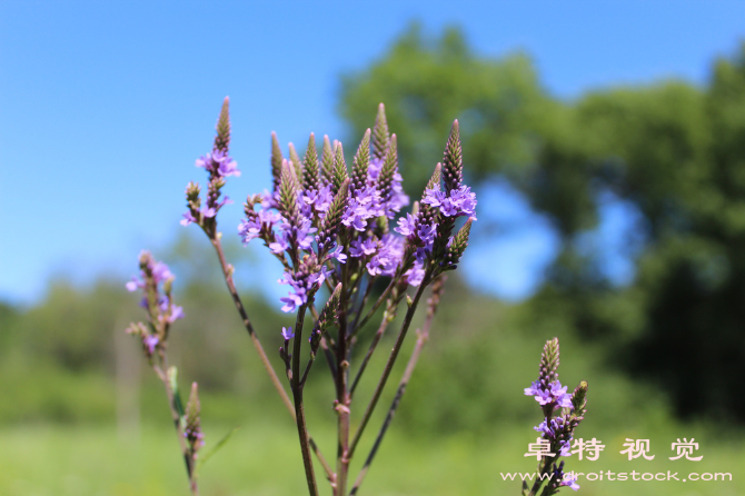 药草图片素材：药草：自然疗法的神奇之源