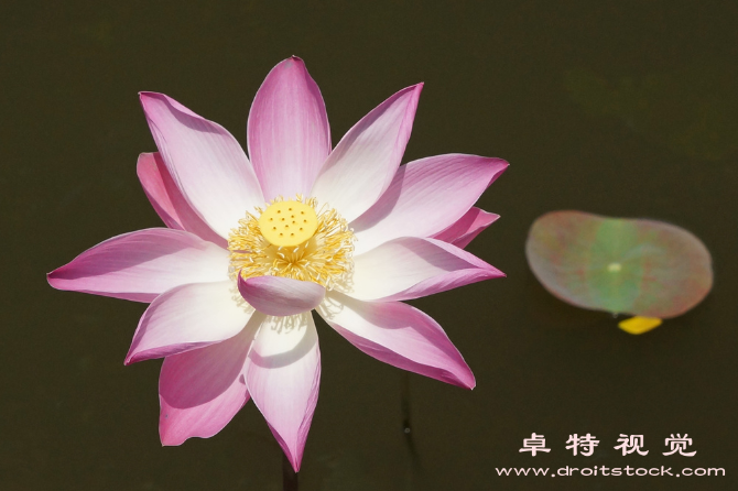 荷花视频素材：荷花：天然美丽的水上花朵