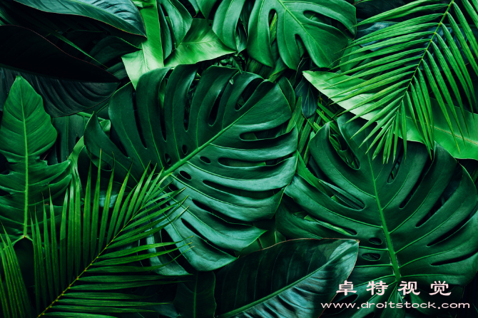 植物群图片素材：植物群落：生态环境中的生命共同体