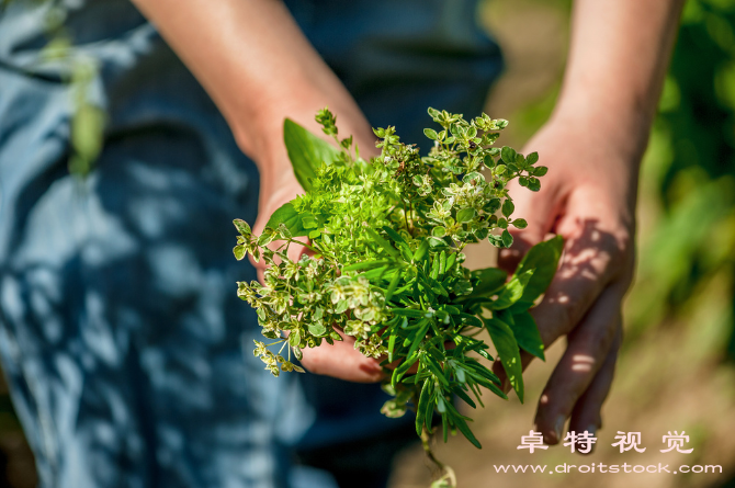 草本图片素材：草本植物的功效和应用