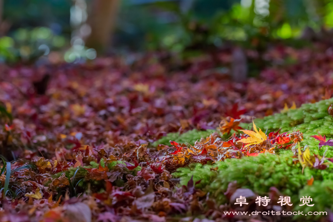 枫树图片素材：红叶满枝枫树高，秋风送来一片香。