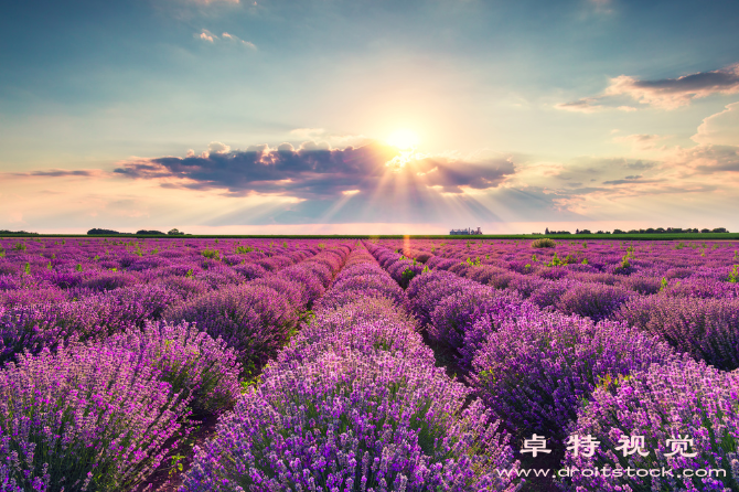 盛开视频素材：盛开的美丽瞬间：花朵绽放的壮丽景象