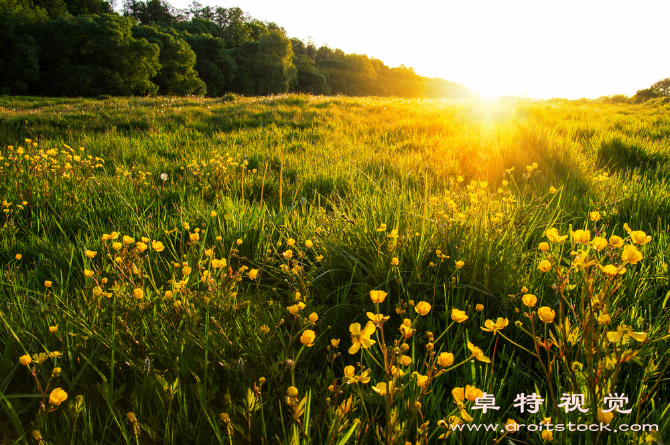 花簇图片素材：『花簇』，生命中的璀璨之美