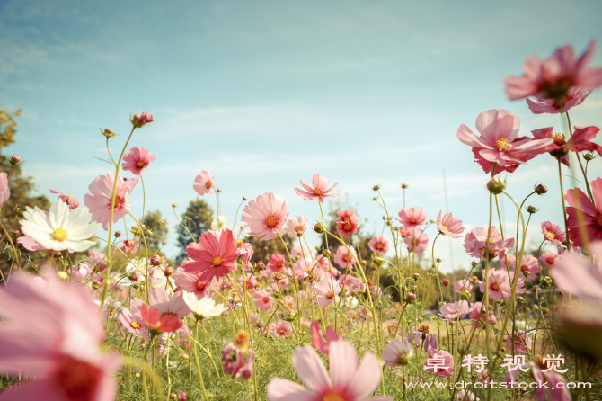 花簇图片素材：『花簇』，生命中的璀璨之美