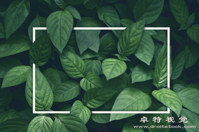 植物图片素材：植物王国：探秘自然的生命力之源