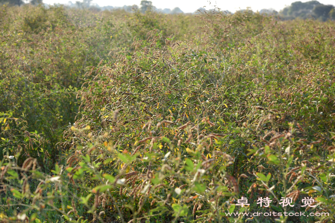 农作物图片素材：农作物种植的十大技巧汇总