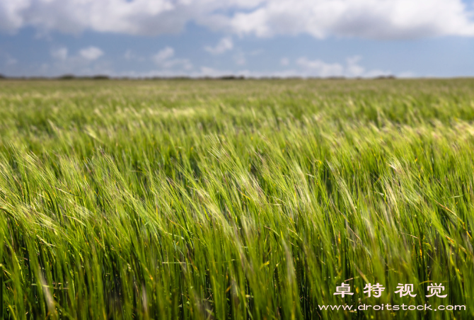 草原视频素材：草原之梦：追寻自由的旅程