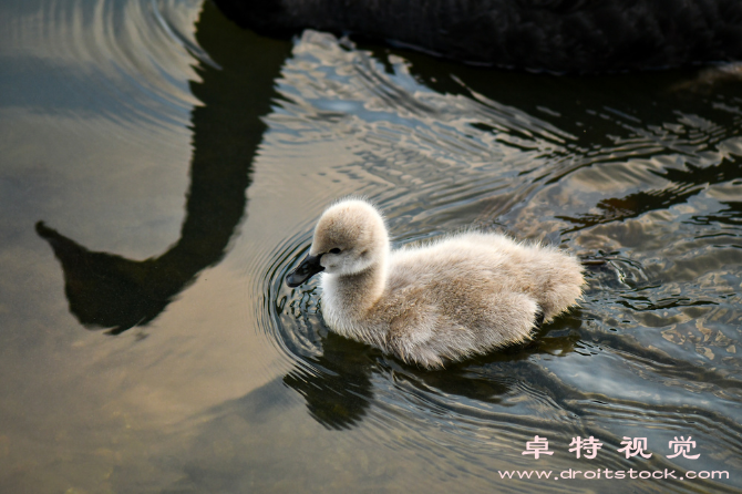 丑小鸭图片:丑小鸭自我超越的故事