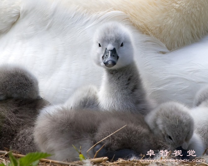 丑小鸭图片:丑小鸭自我超越的故事