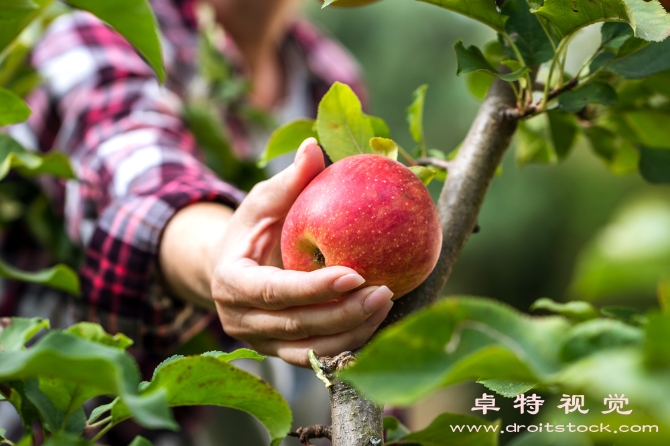 苹果树图片:探索苹果树的奇妙世界