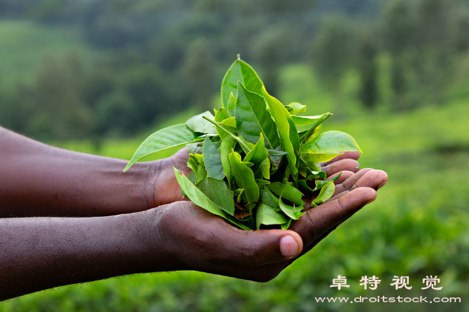 茶园图片:茶香扑鼻园林美景探访中国茶园的秘密