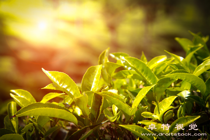 茶园图片:茶香扑鼻园林美景探访中国茶园的秘密