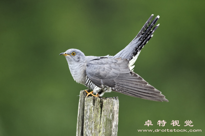 布谷鸟图片:缤纷色彩中布谷鸟鸣唤春天的声音