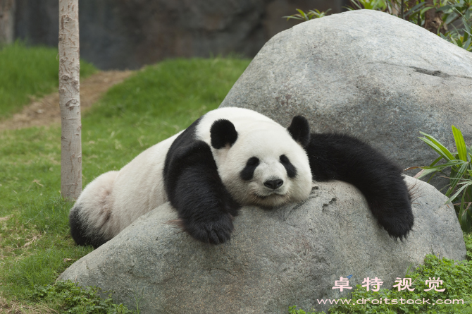 熊猫的图片:国宝熊猫珍贵物种的代表和中华文化的象征