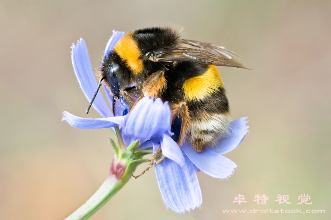 大黄蜂图片:大黄蜂生态角度看这个重要的花粉传播者