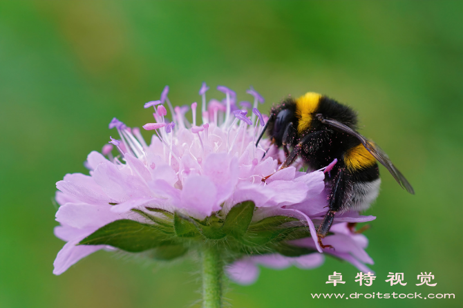 大黄蜂图片:大黄蜂生态角度看这个重要的花粉传播者