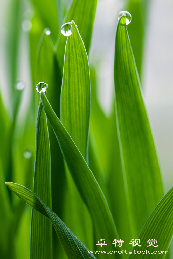 谷雨图片:谷雨小雨润泽春耕