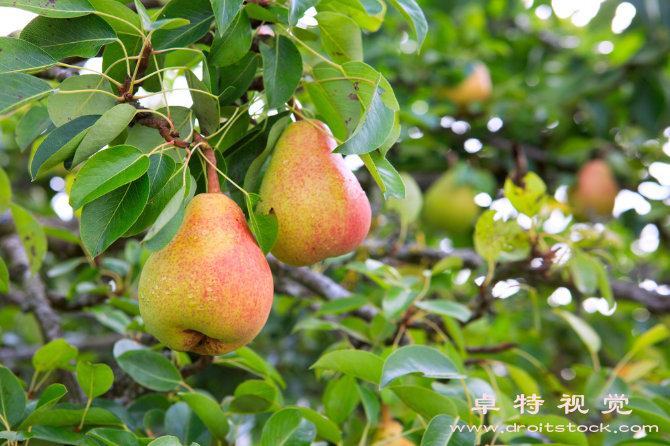 梨花图片:盛开昙花重磅惊艳梨花竞相争艳