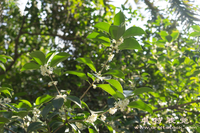 中秋视频素材（花好月圆中秋节的由来与庆祝方式）