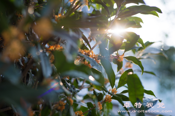 中秋视频素材（花好月圆中秋节的由来与庆祝方式）