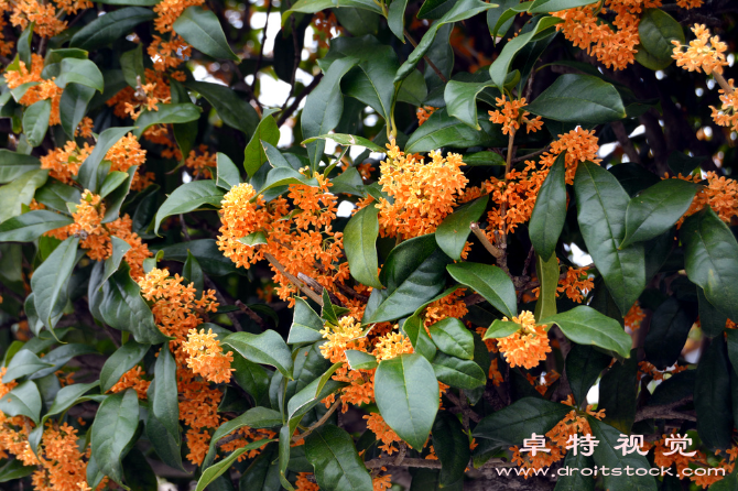 中秋视频素材（花好月圆中秋节的由来与庆祝方式）